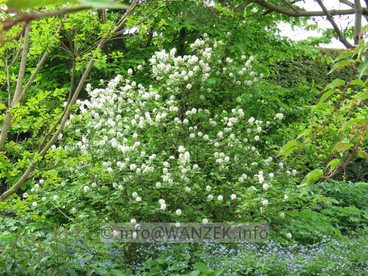 Fothergilla major - Sol in Bluete.JPG